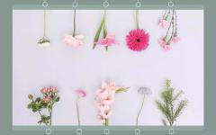 50种鲜花讲解