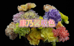 康乃馨吸色方法