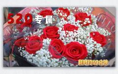 【节日热门】永恒绽放·玫瑰花搭配满天星系列