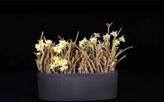 创意花艺课程系列7