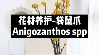 【节日优惠】15.袋鼠爪养护技巧