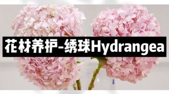 【节日优惠】3.绣球养护技巧