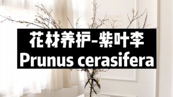 【节日优惠】10.紫叶李养护技巧