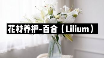 【节日优惠】16.百合养护技巧