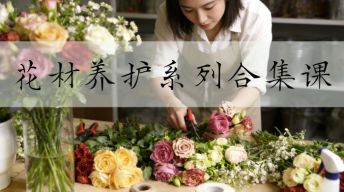 花材养护系列合集课