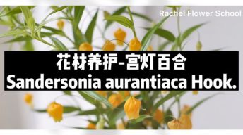 【节日优惠】5.宫灯百合养护技巧