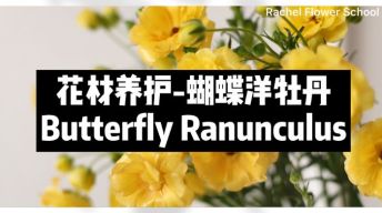 【节日优惠】4.蝴蝶洋牡丹养护技巧