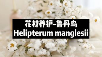 【节日优惠】11.鲁丹鸟养护技巧