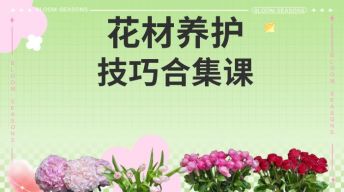 花材养护技巧合集课