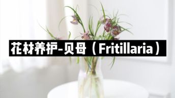 【节日优惠】12.贝母养护技巧