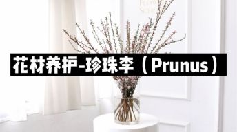 【节日优惠】13.珍珠李养护技巧