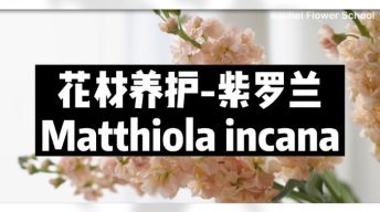 【节日优惠】7.紫罗兰养护技巧