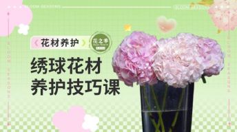 绣球养护技巧