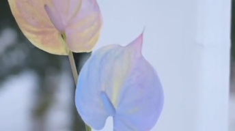 ins火爆的鲜花喷漆处理