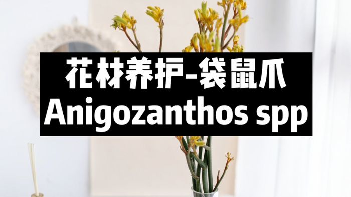 【节日优惠】15.袋鼠爪养护技巧