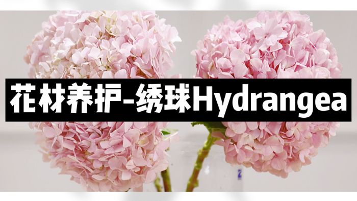 【节日优惠】3.绣球养护技巧