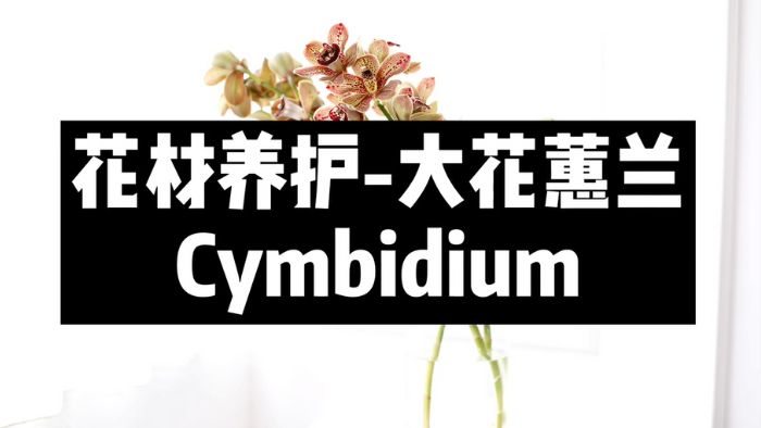 【节日优惠】20.大花蕙兰养护技巧