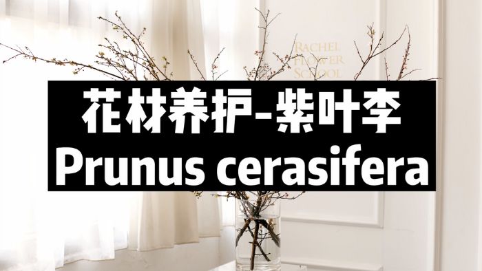 【节日优惠】10.紫叶李养护技巧