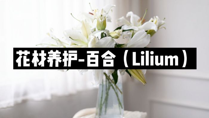 【节日优惠】16.百合养护技巧
