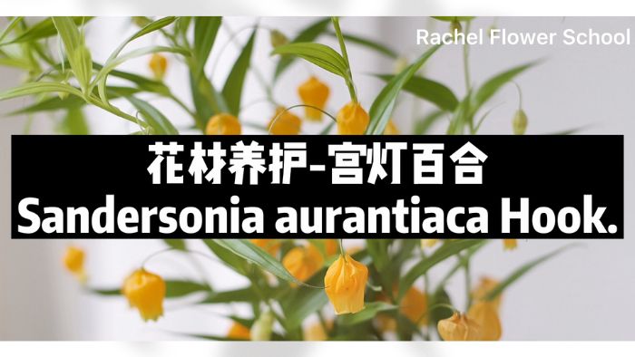 【节日优惠】5.宫灯百合养护技巧