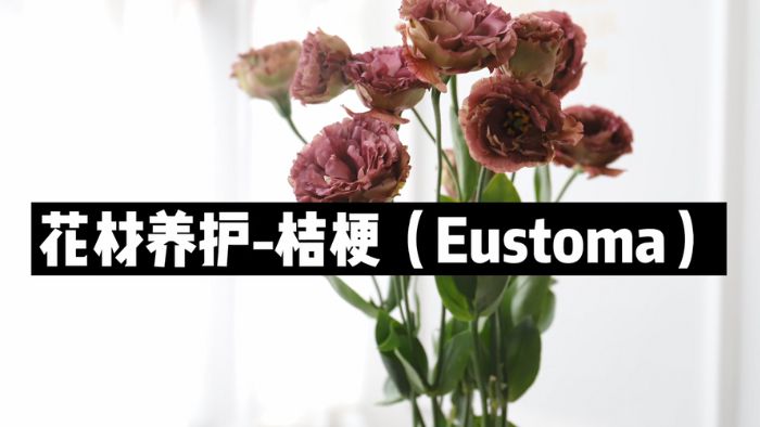 【节日优惠】2.桔梗养护技巧