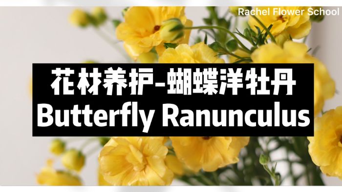 【节日优惠】4.蝴蝶洋牡丹养护技巧