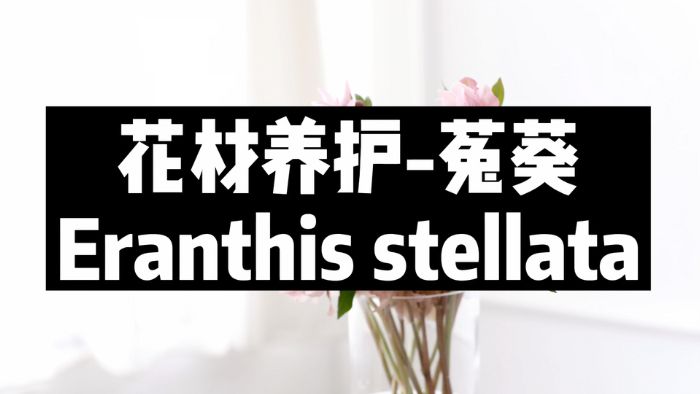 【节日优惠】17.菟葵养护技巧