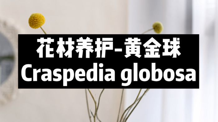 【节日优惠】18.黄金球养护技巧