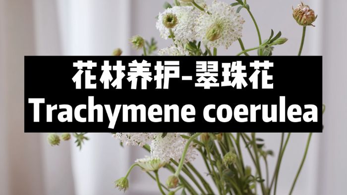 【节日优惠】8.翠珠花养护技巧