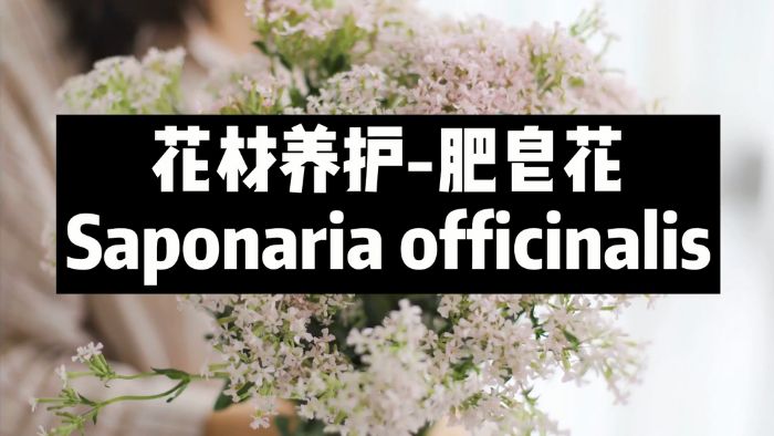 【节日优惠】9.肥皂花养护技巧