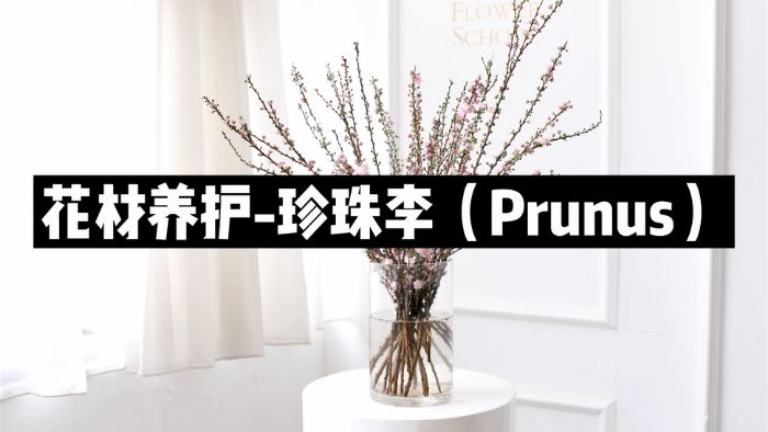 【节日优惠】13.珍珠李养护技巧