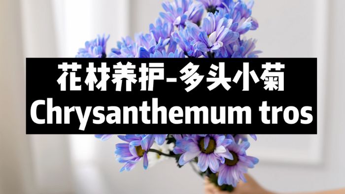 【节日优惠】14.多头小菊养护技巧