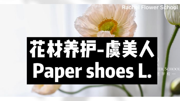 【节日优惠】6.虞美人养护技巧