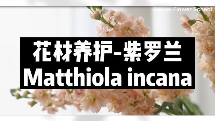 【节日优惠】7.紫罗兰养护技巧