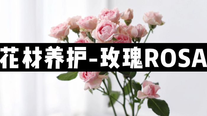 【节日优惠】1.玫瑰养护技巧